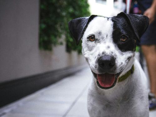 How Do Dogs Feel After a Stay in a Boarding Facility?